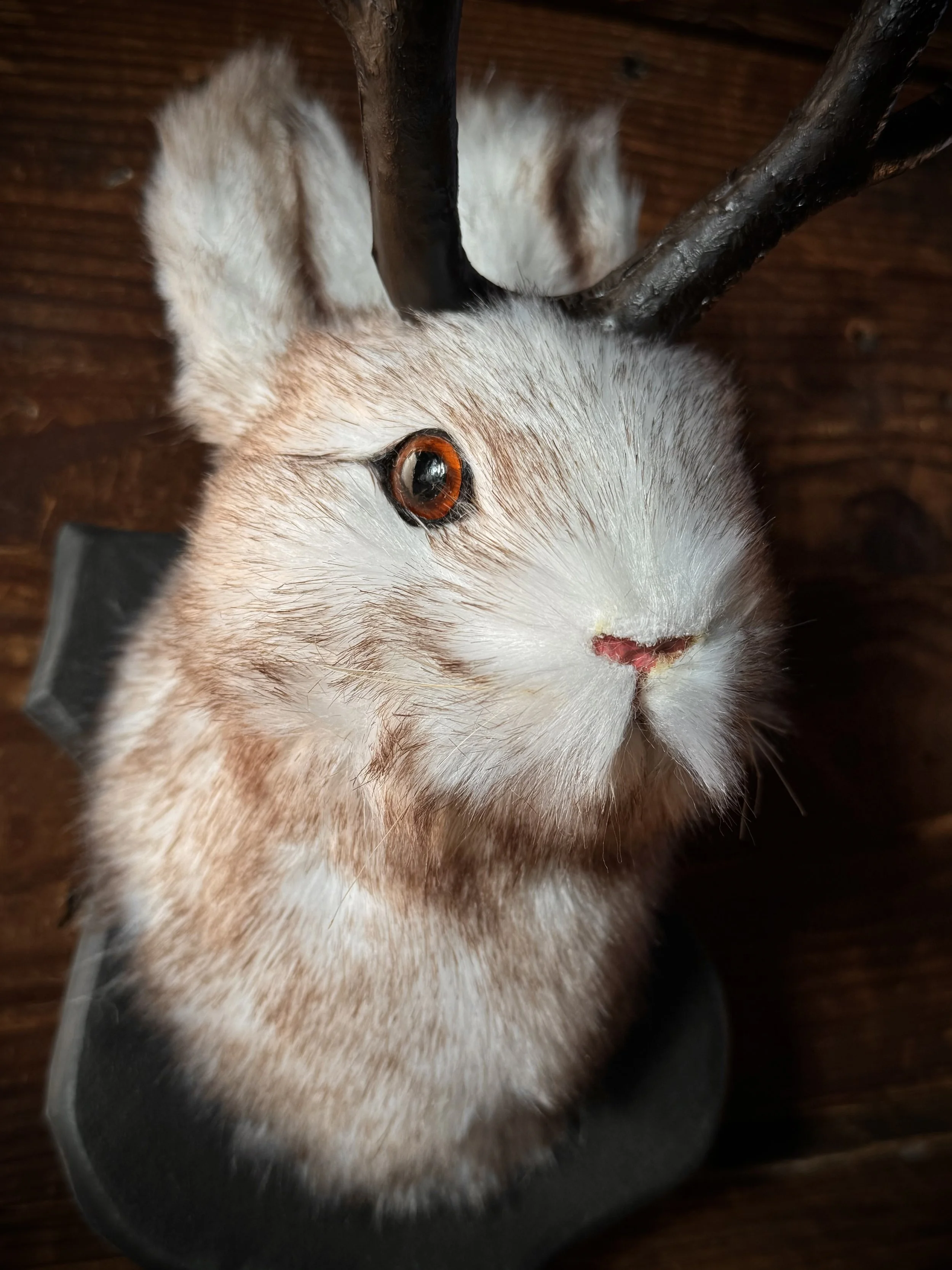Jackalope Faux Taxidermy — Sideshow Gallery